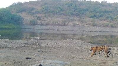 Forest head office in Nagpur on Friday issued order to chief conservator of forests, Pune circle, to capture the male tiger spotted in Solapur district and shift the big cat to Sahyadri Tiger Reserve, (HT FILE) Forest head office in Nagpur on Friday issued order to chief conservator of forests, Pune circle, to capture the male tiger spotted in Solapur district and shift the big cat to Sahyadri Tiger Reserve, (HT FILE)