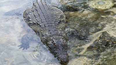 During their raid on Friday, officials spotted crocodiles at a pond inside a house and alerted the forest department officials. (Representative image) (HT File) During their raid on Friday, officials spotted crocodiles at a pond inside a house and alerted the forest department officials. (Representative image) (HT File)