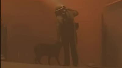 A firefighter pets a dog with one hand while using the other to battle the flames during a wildfire in Los Angeles. (Screengrab) A firefighter pets a dog with one hand while using the other to battle the flames during a wildfire in Los Angeles. (Screengrab)