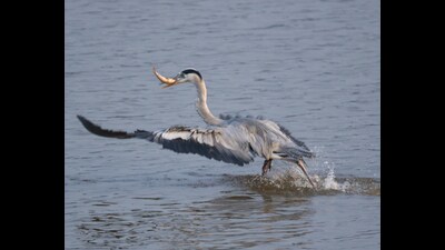 The heron steals the crow’s fish catch. (Lalit Mohan Bansal) The heron steals the crow’s fish catch. (Lalit Mohan Bansal)