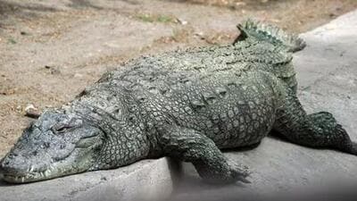 There are chances of presence of more crocodiles in the pond. (Representative file photo) There are chances of presence of more crocodiles in the pond. (Representative file photo)