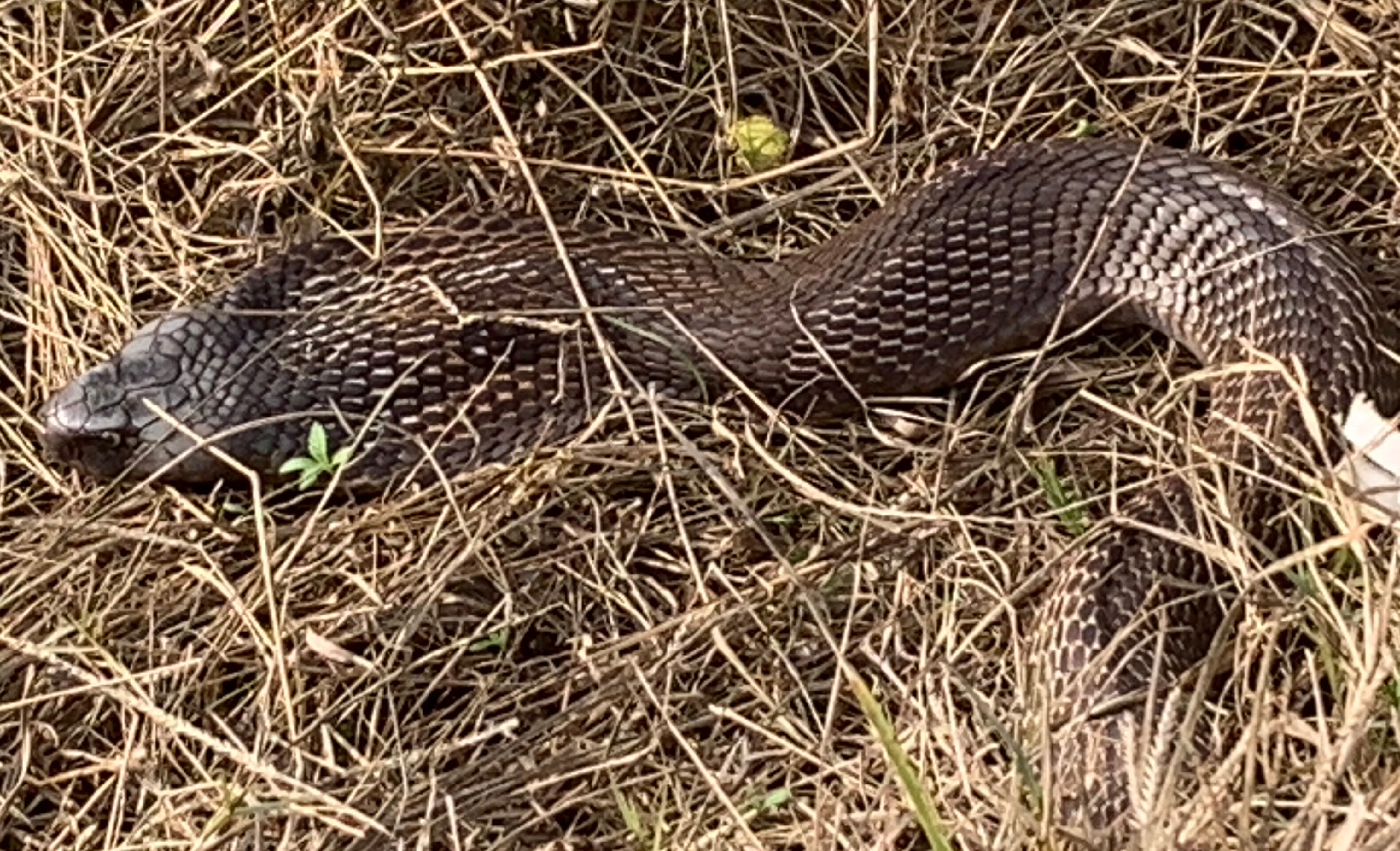 The cobra basking in the fields. (Vikram Jit Singh) The cobra basking in the fields. (Vikram Jit Singh)