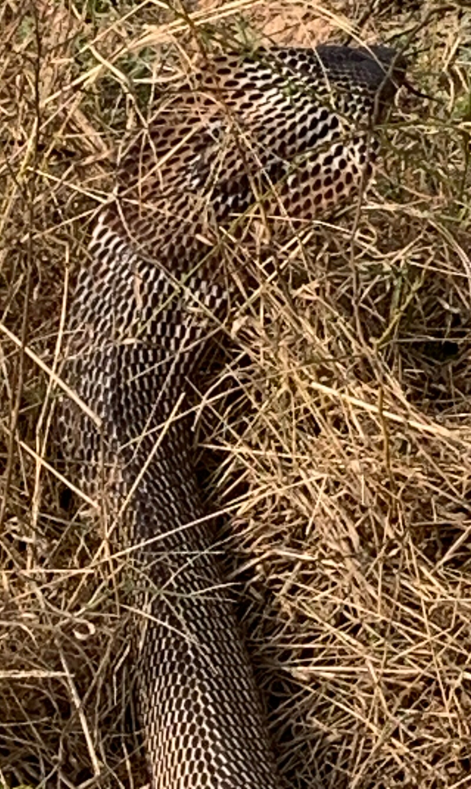 The cobra retreats with a flaring hood. (Vikram Jit Singh) The cobra retreats with a flaring hood. (Vikram Jit Singh)