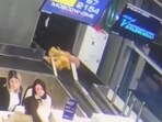 An elderly woman at a Russian airport mistook a baggage conveyor for a walkway. An elderly woman at a Russian airport mistook a baggage conveyor for a walkway.