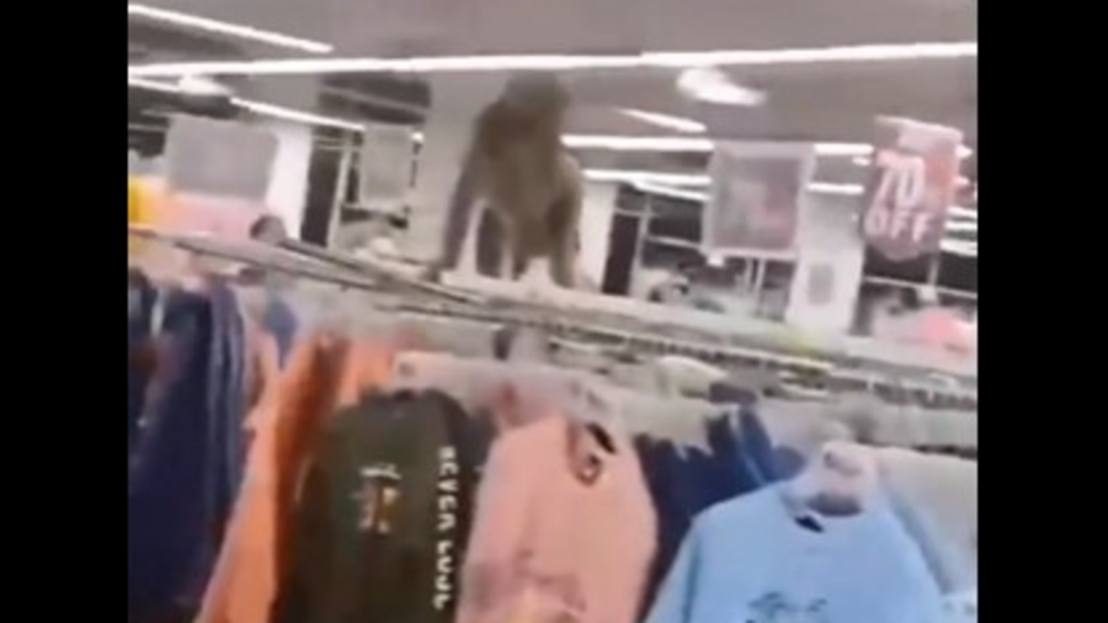 Monkey storms shopping mall in UP's Jhansi, attacks woman and sparks ...