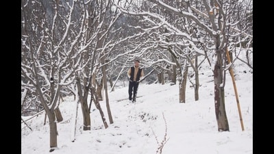 A man walking through the snow covered apple orchids after fresh snowfall at Golo village in Kotkhai in Shimla on Sunday. (Deepak Sansta/HT)