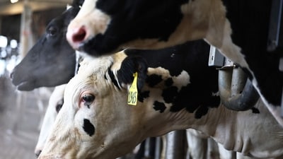 Representative image: The udders of 3 cows were severed by miscreants in Bengaluru, Karnataka (Getty Images via AFP) Representative image: The udders of 3 cows were severed by miscreants in Bengaluru, Karnataka (Getty Images via AFP)