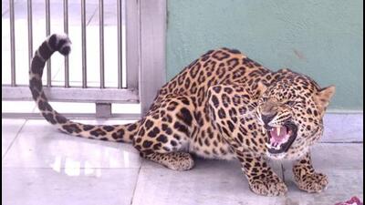 Officials set up a cage near the gate to capture the leopard (HT Photo/Representative photo) Officials set up a cage near the gate to capture the leopard (HT Photo/Representative photo)