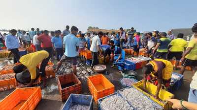 The one-year-long ‘Coastal Project 2.0’ conducted between June 2023 and December 2024 also identified 25 undescribed and newly-sighted species, highlighting the need for species-based research in coastal areas of the state. (HT PHOTO) The one-year-long ‘Coastal Project 2.0’ conducted between June 2023 and December 2024 also identified 25 undescribed and newly-sighted species, highlighting the need for species-based research in coastal areas of the state. (HT PHOTO)