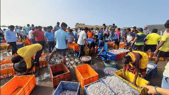 The one-year-long ‘Coastal Project 2.0’ conducted between June 2023 and December 2024 also identified 25 undescribed and newly-sighted species, highlighting the need for species-based research in coastal areas of the state. (HT PHOTO)