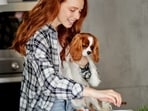 dogfood284