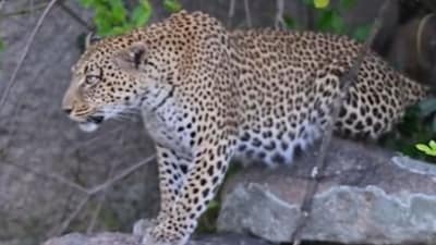 Leopard sighting triggered a panic among Bengaluru residents once again. (Pic for representation) (Screengrab YouTube/@Latest Sightings) Leopard sighting triggered a panic among Bengaluru residents once again. (Pic for representation) (Screengrab YouTube/@Latest Sightings)