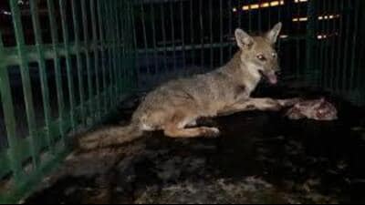 Local resident Pappu said there are nearly 200 jackals near the canal area in the village and the administration should shift them to a forest area. (HT File photo for representation)