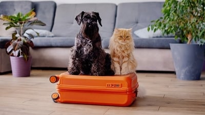 Pets are as enthusiastic as you to go on a trip, but make sure they are well-fed and nourished on the trip. (Shutterstock) Pets are as enthusiastic as you to go on a trip, but make sure they are well-fed and nourished on the trip. (Shutterstock)
