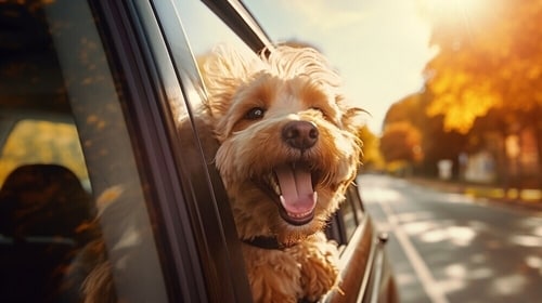 Pets are happier when they are well-fed. (Shutterstock) Pets are happier when they are well-fed. (Shutterstock)