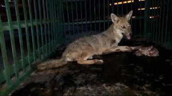 Local resident Pappu said there are nearly 200 jackals near the canal area in the village and the administration should shift them to a forest area. (HT File photo for representation)