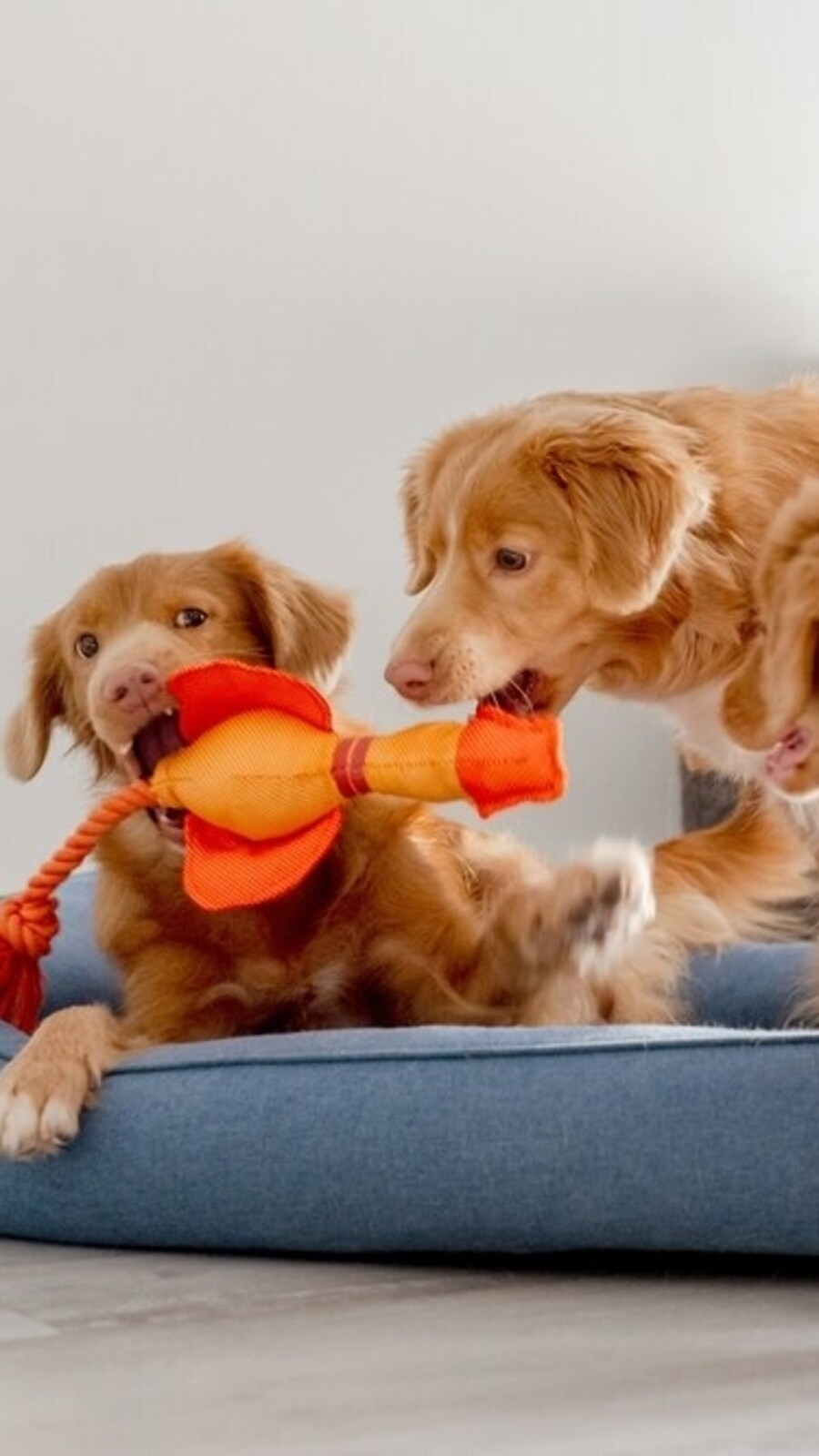 Fun With Pets 6 fun and interactive games to bond with your pets | Hindustan Times