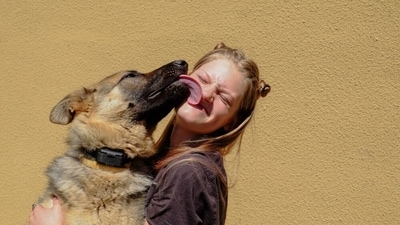 Dogs frequently show affection by licking faces. (Shutterstock) Dogs frequently show affection by licking faces. (Shutterstock)
