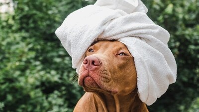 Give your dog a relaxing day with a spa session. (Shutterstock) Give your dog a relaxing day with a spa session. (Shutterstock)