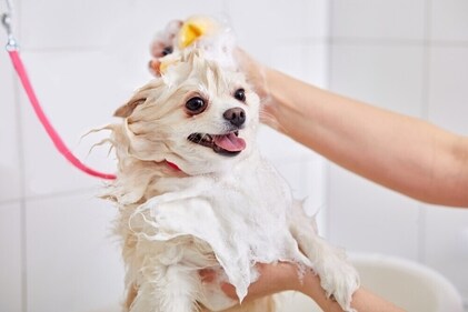 Bathing is one of the grooming services. (Shutterstock) Bathing is one of the grooming services. (Shutterstock)