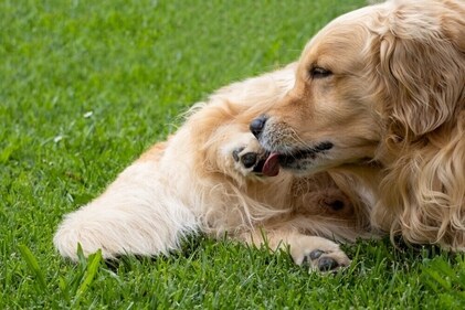 It is normal for dogs to lick themselves but too much licking may indicate pain. (Shutterstock) It is normal for dogs to lick themselves but too much licking may indicate pain. (Shutterstock)