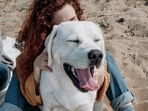 Labrador
