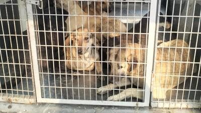 Stray dogs caught by the dog-catching squad in Hasanpur village and other surrounding villages in Ludhiana on Wednesday. (Hindustan Times)