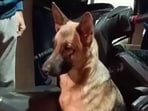An abandoned German Shepherd was rescued in Delhi and renamed Swiggy An abandoned German Shepherd was rescued in Delhi and renamed Swiggy