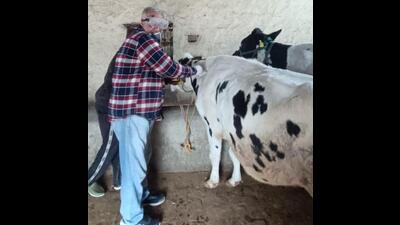 An employee of the animal husbandry department administrating lumpy skin disease vaccine to a cow in Chandigarh. (HT Photo) An employee of the animal husbandry department administrating lumpy skin disease vaccine to a cow in Chandigarh. (HT Photo)