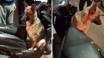 An abandoned German Shepherd was rescued in Delhi and renamed Swiggy (X/@joedelhi)