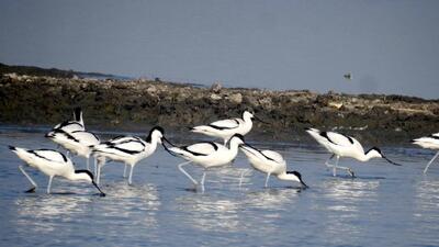 Flock of Pied Avocet (HT Photo) Flock of Pied Avocet (HT Photo)