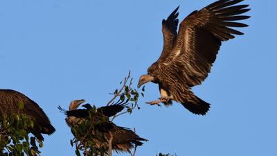 Maharashtra is home to several native vulture species. Also, few migratory species like Egyptian Vulture is also sighted in some areas (HT Photo)