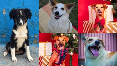 These five adorable doggos are ready to make you their forever parent. These five adorable doggos are ready to make you their forever parent.