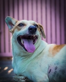 Leela is a three-legged indie who is an affectionate cuddle bug. Leela is a three-legged indie who is an affectionate cuddle bug.