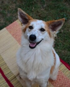Mojo is docile, friendly and will make a perfect pet for any first-time adopter. Mojo is docile, friendly and will make a perfect pet for any first-time adopter.