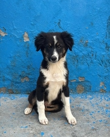 Teddy loves to cuddle and nap, and is friendly with dogs and cats alike. Teddy loves to cuddle and nap, and is friendly with dogs and cats alike.