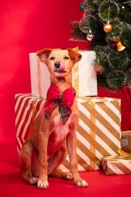 Yuki is an incredibly friendly pup and adores humans. Yuki is an incredibly friendly pup and adores humans.