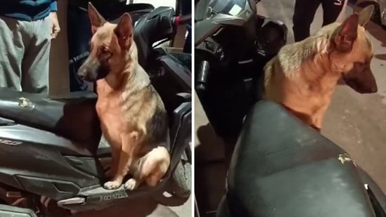 An abandoned German Shepherd was rescued in Delhi and renamed Swiggy (X/@joedelhi)