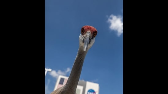 NASA shared this image of a sandhill crane on Instagram. (Instagram/@nasa)