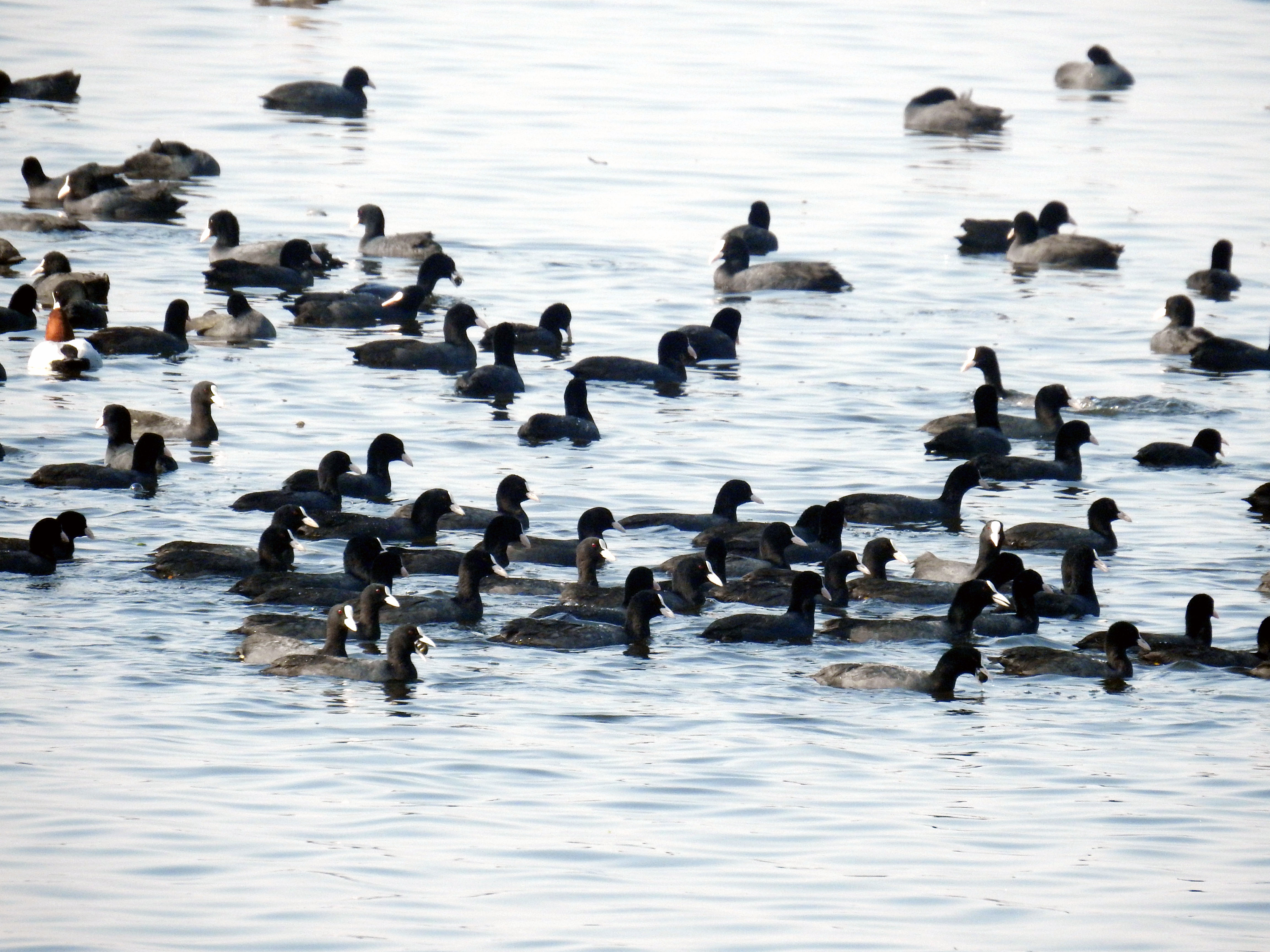 Flock of Eurasian Coot (HT photo) Flock of Eurasian Coot (HT photo)