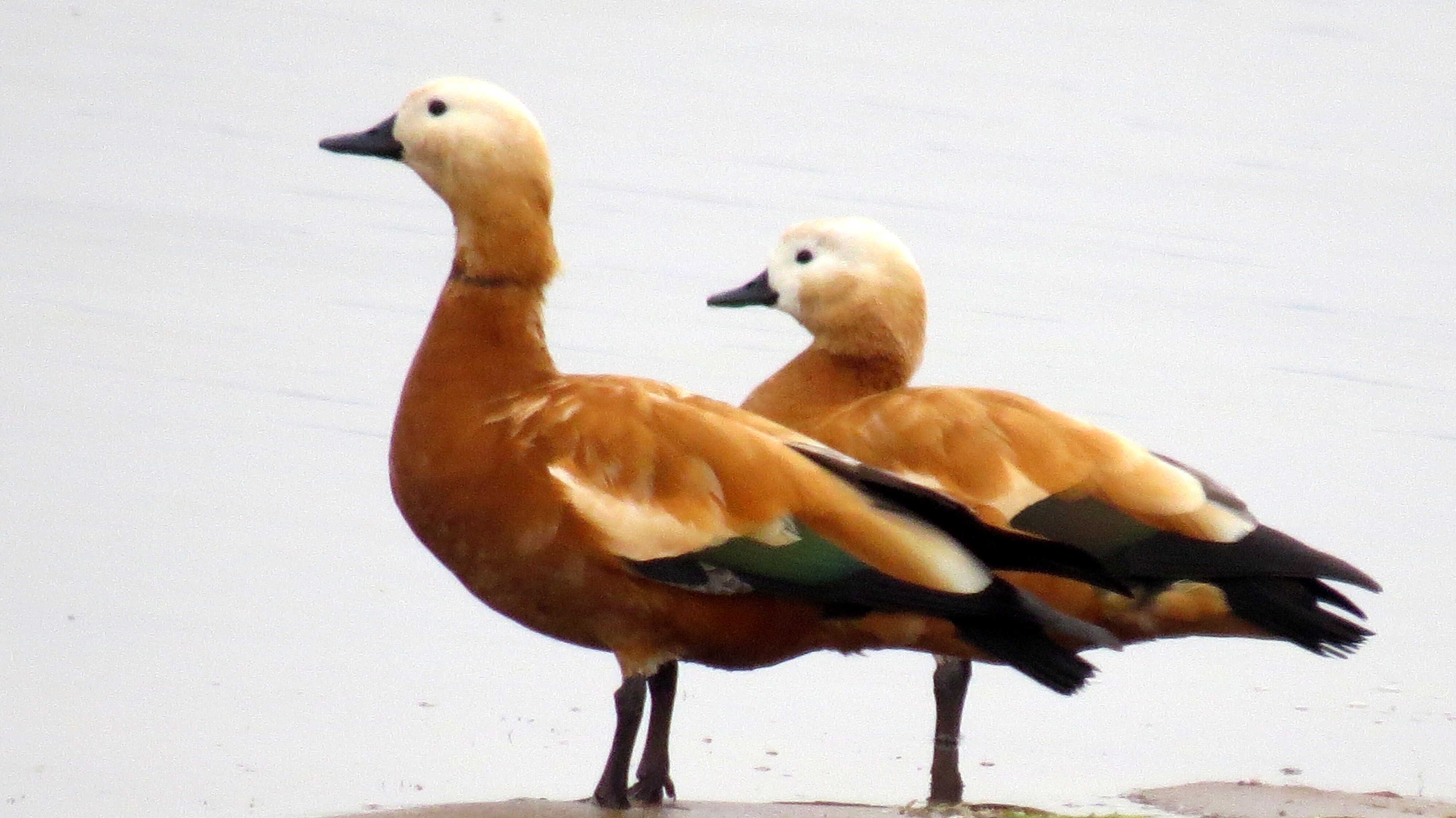 Ruddy Shelduck (HT photo) Ruddy Shelduck (HT photo)
