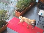 A mother dog in Turkey carried her unconscious puppy to a veterinary clinic. A mother dog in Turkey carried her unconscious puppy to a veterinary clinic.