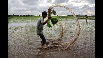 FILE PHOTO: A farm labourer holds rice sapling as he prepares to plant them in a field on the outskirts of Ahmedabad, India, July 22, 2024. REUTERS/Amit Dave/File Photo (REUTERS) FILE PHOTO: A farm labourer holds rice sapling as he prepares to plant them in a field on the outskirts of Ahmedabad, India, July 22, 2024. REUTERS/Amit Dave/File Photo (REUTERS)