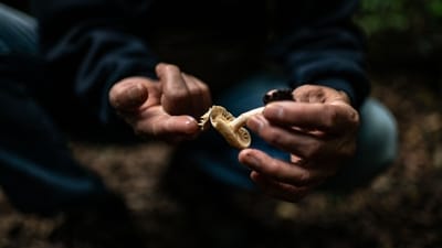 The lawyer argued that Psilocybin contained in magic mushroom and magic mushroom capsules were not “separately quantified”. (AFP file) The lawyer argued that Psilocybin contained in magic mushroom and magic mushroom capsules were not “separately quantified”. (AFP file)