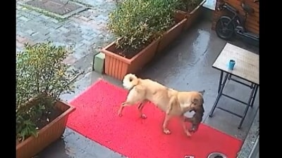A mother dog in Turkey carried her unconscious puppy to a veterinary clinic. (X/@Yoda4ever) A mother dog in Turkey carried her unconscious puppy to a veterinary clinic. (X/@Yoda4ever)