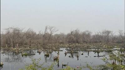 The Surajpur wetland and sanctuary is spread 325 hectares, including 60 hectares of a natural lake located on Dadri-Surajpur-Chhalera (DSC) road in Greater Noida, 20km from Noida. (HT Photo)