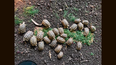 These turtles were rescued in various operations and kept in captivity. (HT PHOTO) These turtles were rescued in various operations and kept in captivity. (HT PHOTO)
