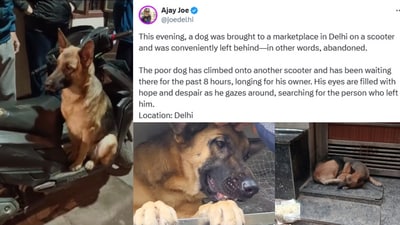 Swiggy, the dog, was found in south Delhi's Govindpuri where several onlookers tried to extend it help. (Photo: X) Swiggy, the dog, was found in south Delhi's Govindpuri where several onlookers tried to extend it help. (Photo: X)