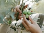 Olive leaves also contain other antioxidants such as hydroxytyrosol, luteolin, apigenin and verbascoside. Olive leaves also contain other antioxidants such as hydroxytyrosol, luteolin, apigenin and verbascoside.