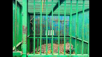 Leopard that killed 8-year-old girl captured